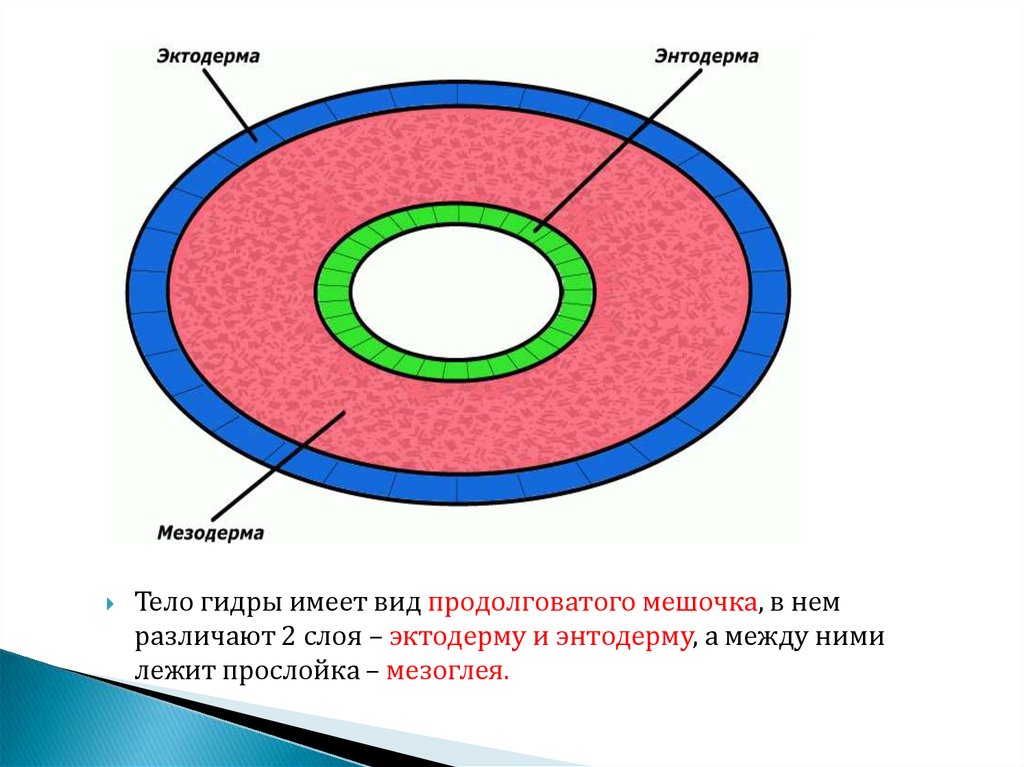 Эктодерма мезодерма энтодерма таблица рисунок