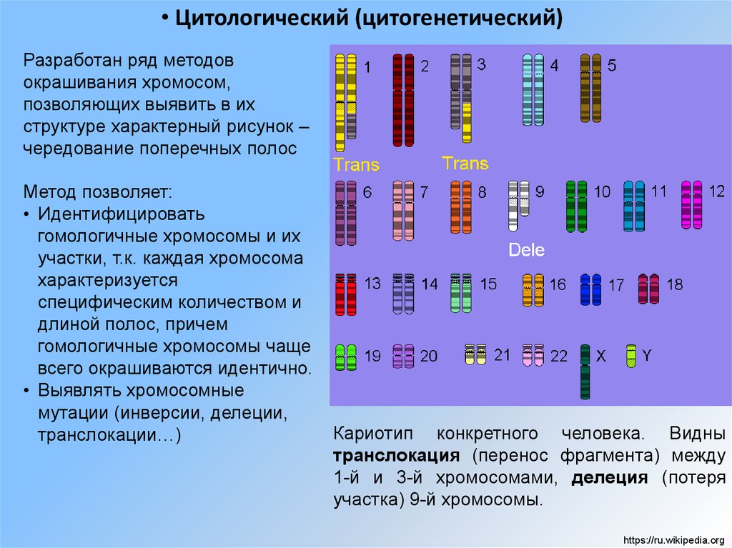 В генетике человека используют методы цитогенетический. Цитогенетические методы дифференциальное окрашивание хромосом. Способы изучения окраски хромосом. Методики окрашивания хромосом. Метод дифференциальной окраски хромосом.