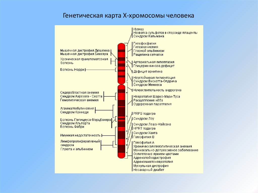 Генетическая карта показывает