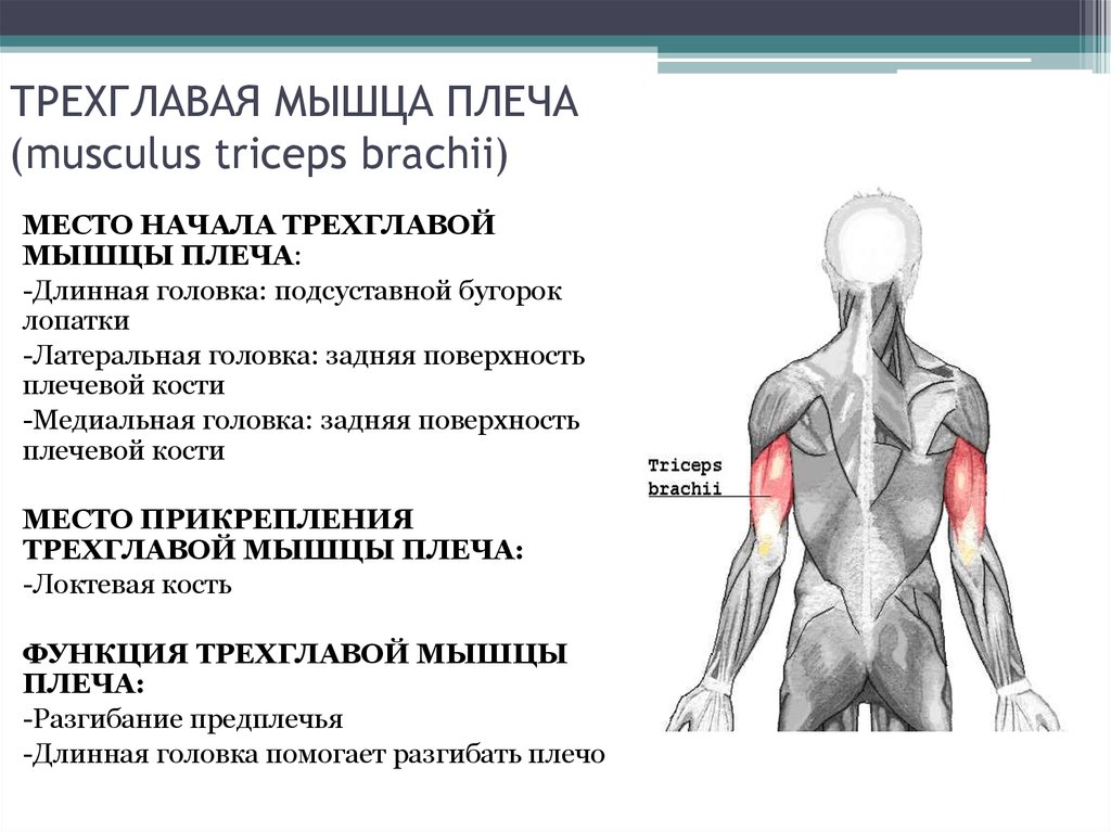 На рисунке изображен бицепс и трицепс что произойдет