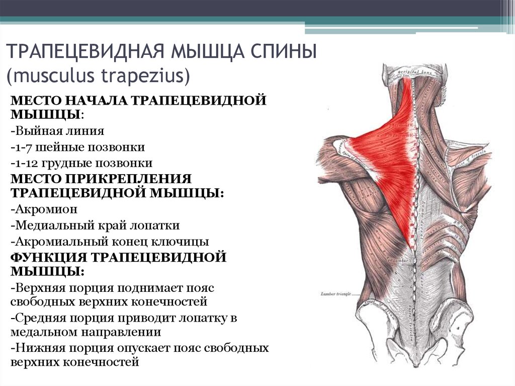 Места прикрепления мышц