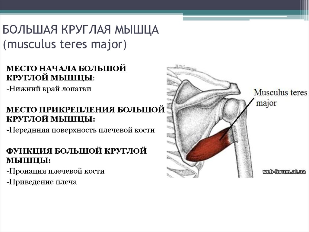 Малая круглая мышца картинка