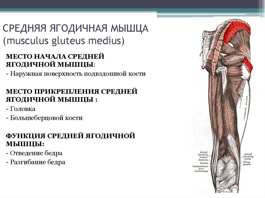 Средняя мышца. Функции средней и большой ягодичной мышцы. Средняя ягодичная мышца функции. Грушевидная мышца начало и прикрепление и функции. Точки прикрепления большой ягодичной мышцы.