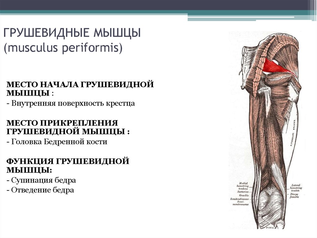 Грушевидная мышца анатомия картинки