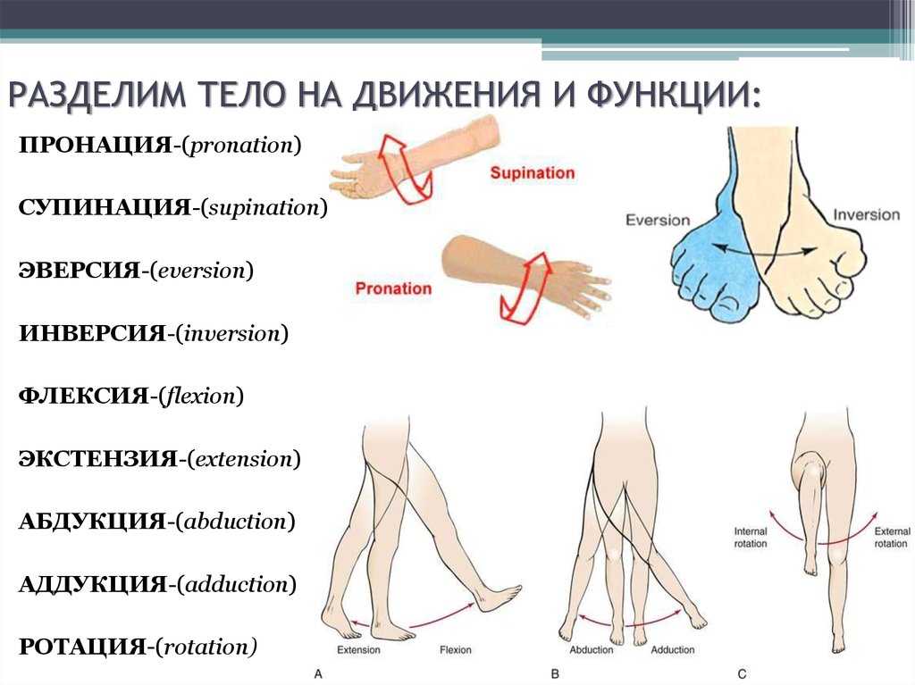 Анатомия человека презентация