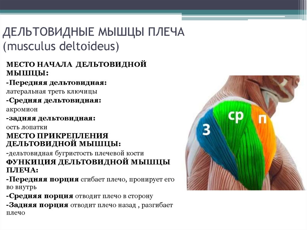 Синергис это. Дельтовидная мышца анатомия строение. Задние пучки дельтовидной мышцы функции. Функции передней части дельтовидной мышцы.