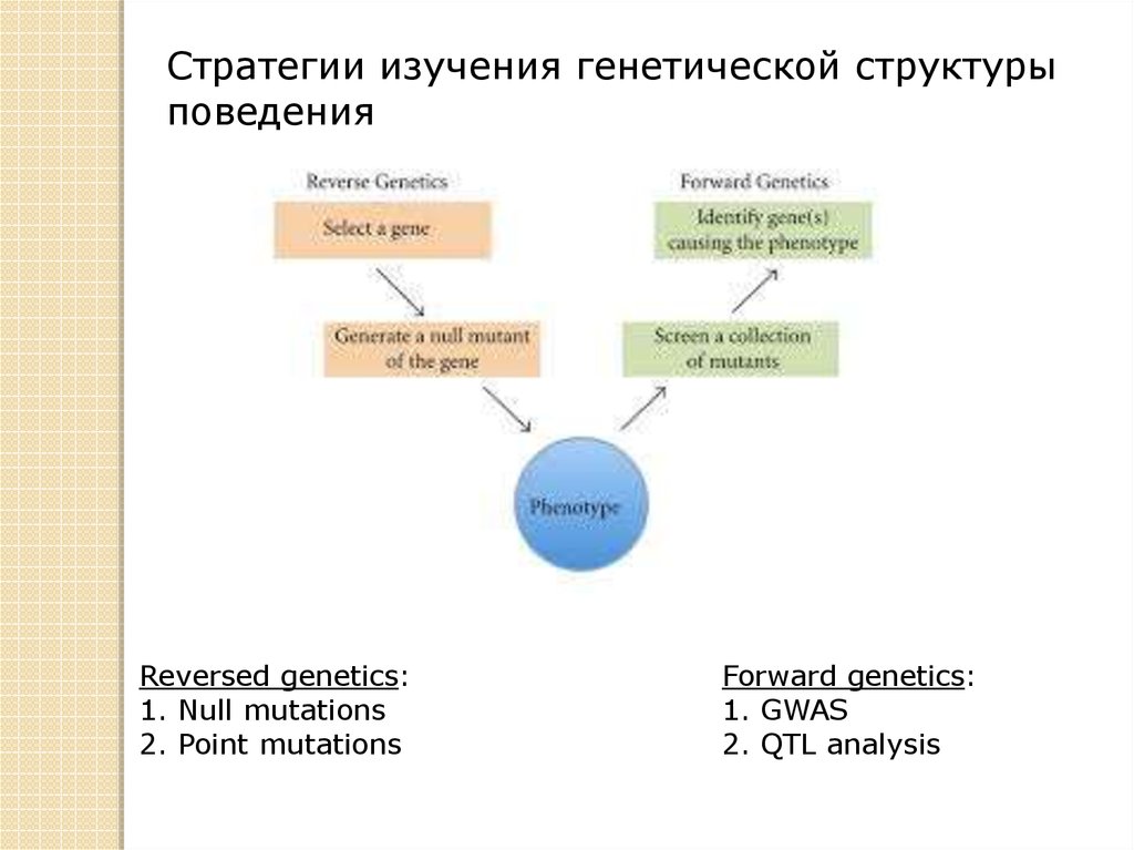 Структура поведения животных