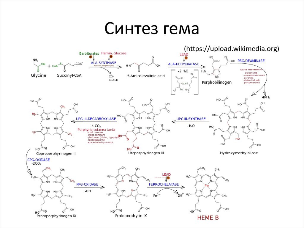 Схема синтеза гема из порфобилиногена