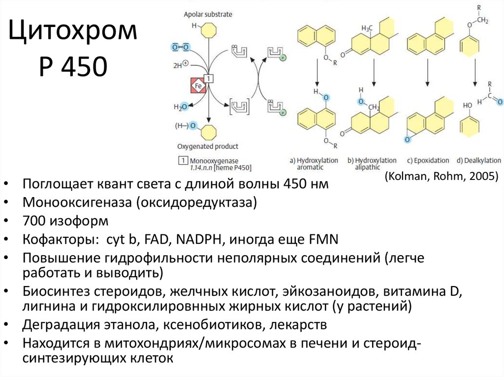 Белки ферменты синтезируются в. Цитохром p450 монооксигеназа. Цитохром p450 строение. Цитохром p450 структура. Цитохром p450 биохимия строение.