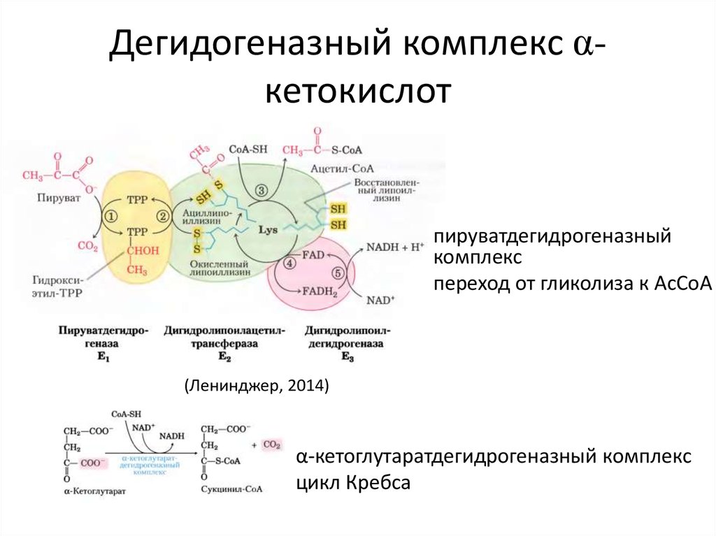 Биохимия в москве. Строение Альфа кетоглутаратдегидрогеназного комплекса. . Α-кетоглутаратдегидрогеназный комплекс реакции. Дегидрогеназный комплекс Альфа кетокислот.