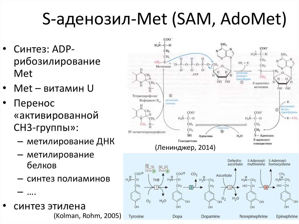 Витамины презентация биохимия