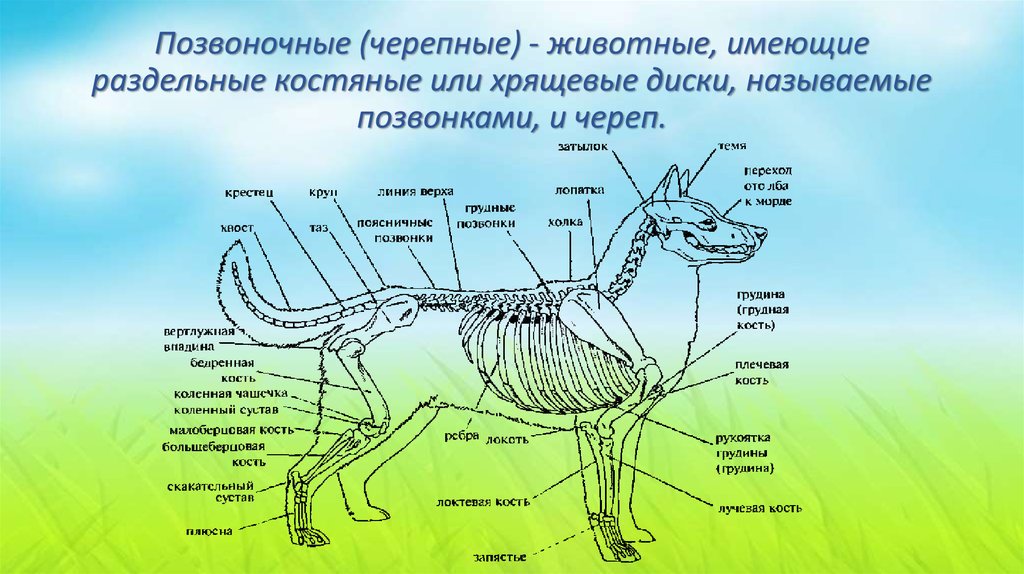 Назовите классы позвоночных животных. Черепные животные. Животные имеющие позвон.