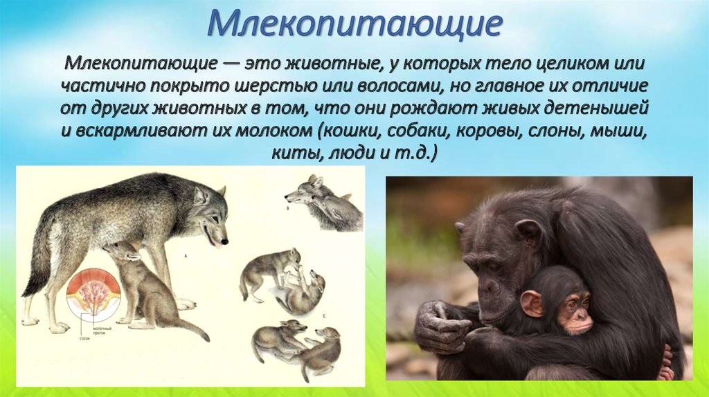 Млекопитающие