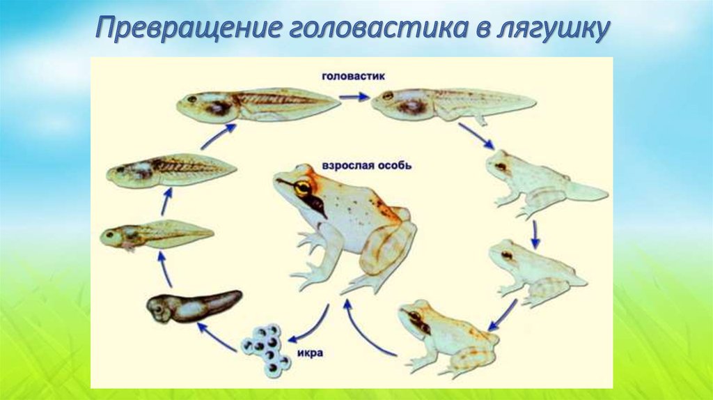 Превращение головастика в лягушку