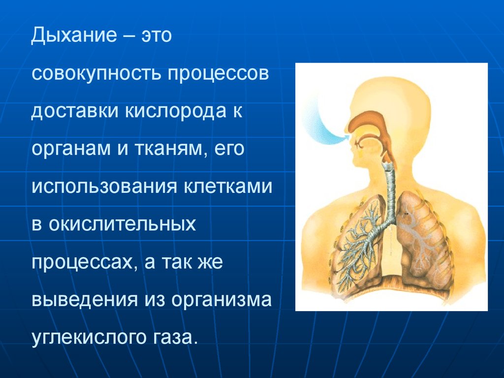 Организация дыхание