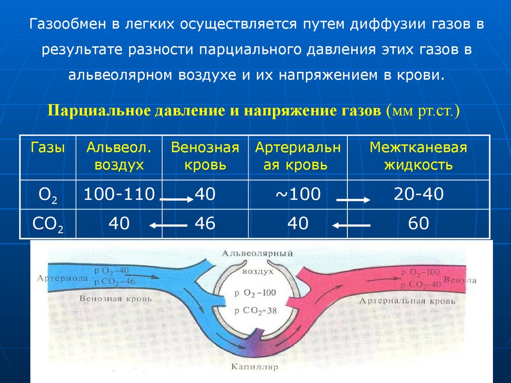 Диффузия тканей. Парциальное давление газообмен. Газообмен в лёгких осуществляется. Давление альвеолярного воздуха. Этапы дыхания газообмен в легких.