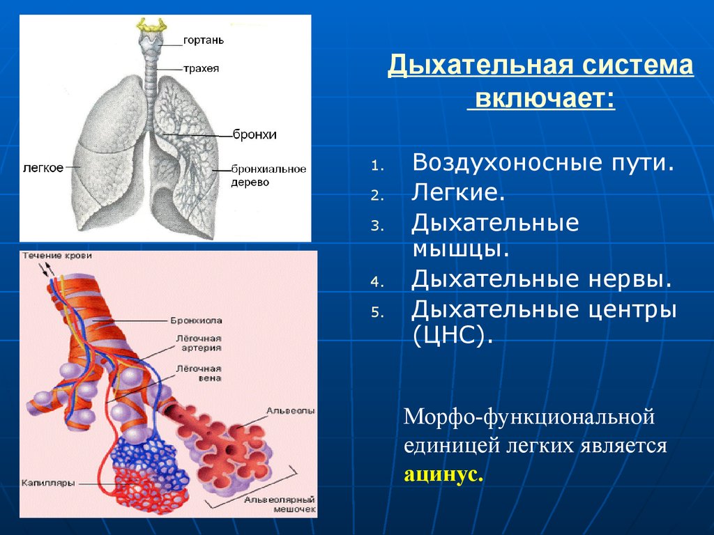 Органы выполняющие дыхательную функцию