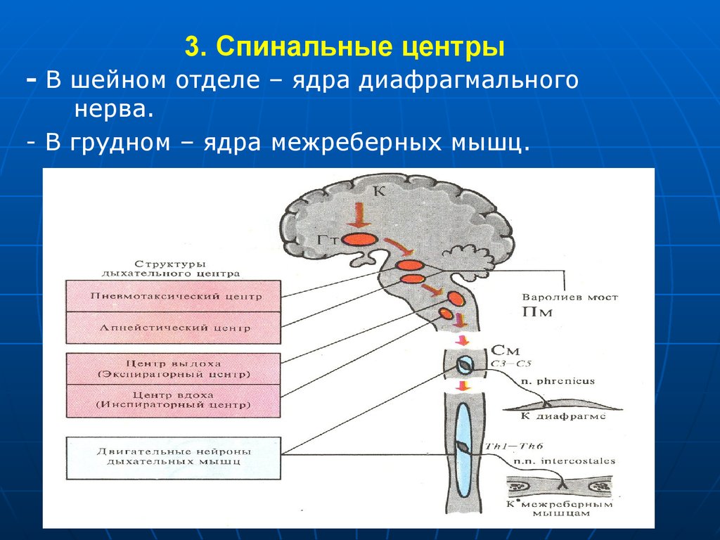 Адреналин и дыхательный центр