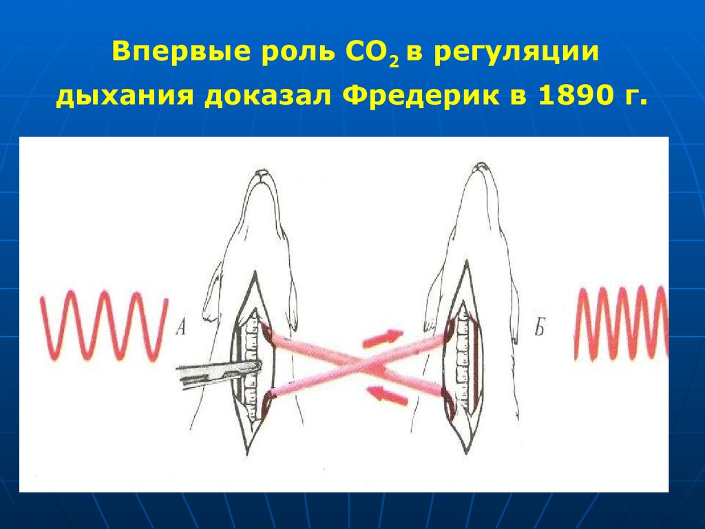 Организация дыхание. Роль со2 в регуляции дыхания. Физиология дыхания животных. 2 Дыхание в ролях. Исследование регуляции дыхания Фредериком.