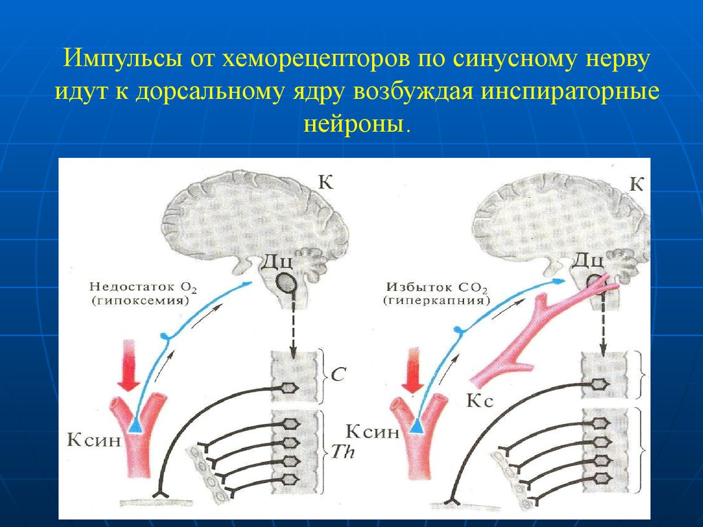 Нарушение дыхательного центра. Хеморецепторы в регуляции дыхания. Роль хеморецепторов в регуляции дыхания. Роль периферических и сосудистых хеморецепторов в регуляции дыхания. Хеморецепторы дыхательного центра.