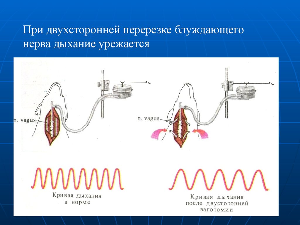 Организация дыхание. При перерезке блуждающих нервов дыхание. Перерезки физиология дыхания. Дыхание урежается при. Дыхательный нерв.