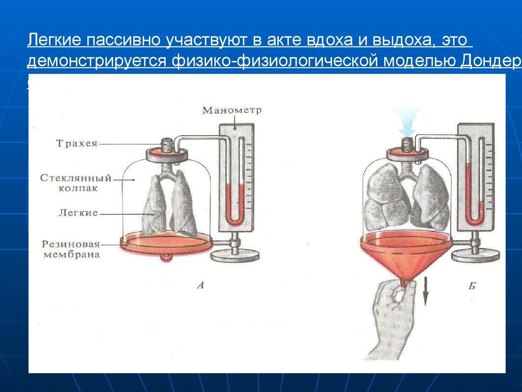 Модель физиолога дондерса