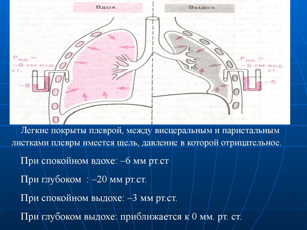 Висцеральная плевра. Между листками висцеральной и париетальной плевры. Париетальная и висцеральная плевра лёгких. Синусы париетальной плевры.