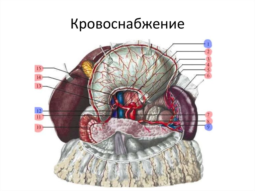 Топографическая анатомия и оперативная