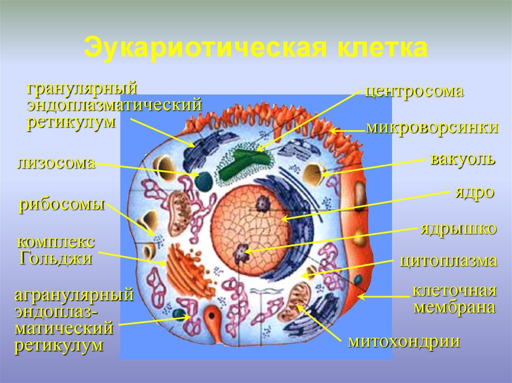 Эукариотическая клетка рисунок