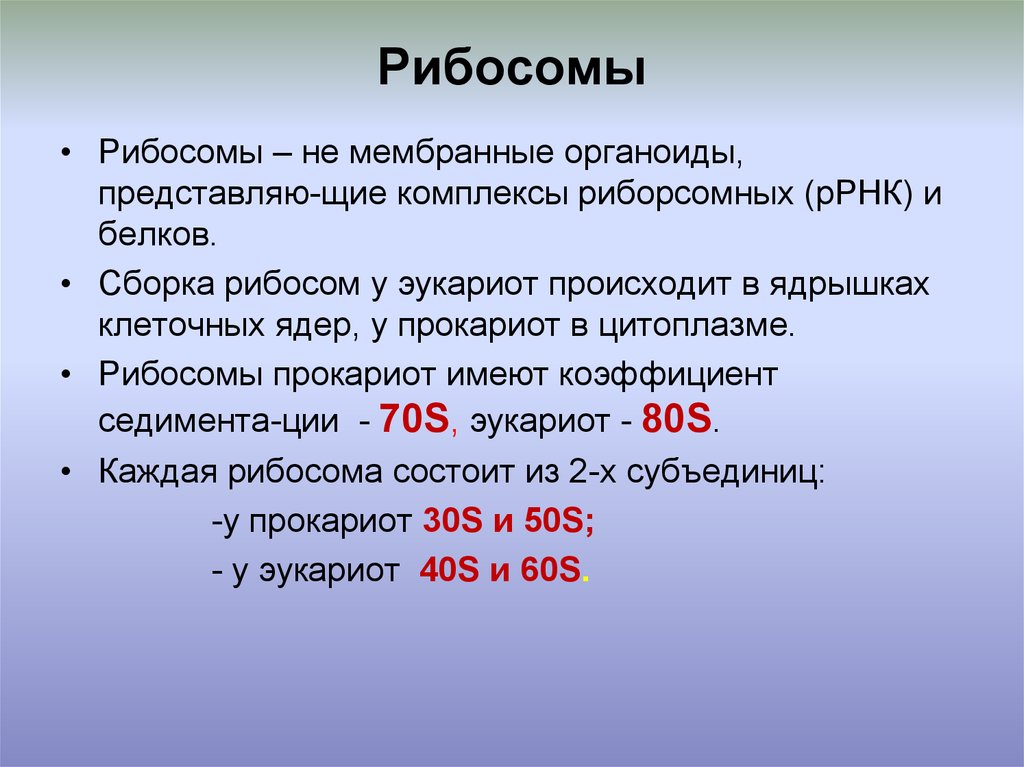 40 биология. Рибосомы эукариот 80s. 70s рибосомы. 70s и 80s рибосомы. 70с и 80с рибосомы.