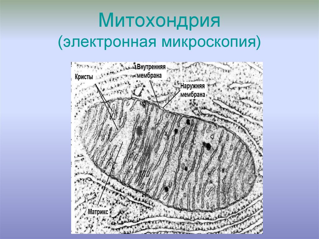 Какова функция органоида электронная микрофотография которого представлена на рисунке