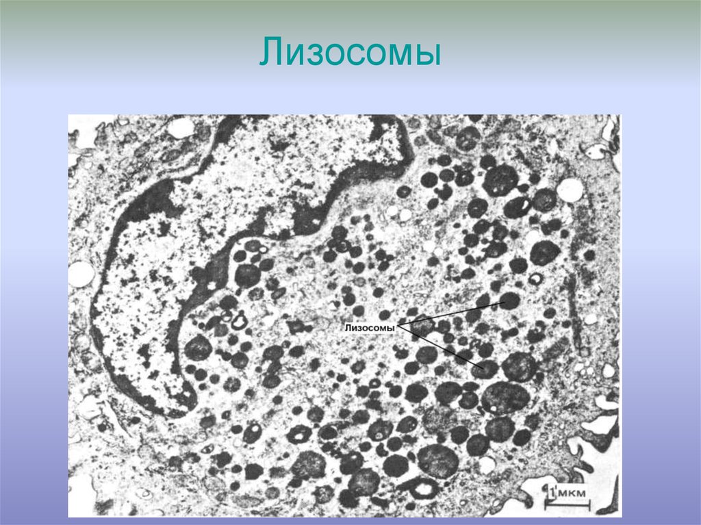 Лизосома в клетке картинка