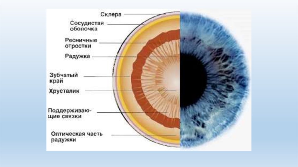 Название оболочки которая отвечает за восприятие изображения и преобразует свет в импульсы