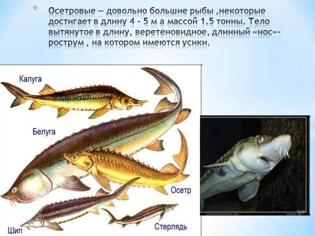 Стерлядь какой отряд. Семейство осетровых. Отряд осетровые представители. Название осетровых рыб. Виды рыб семейства осетровых.