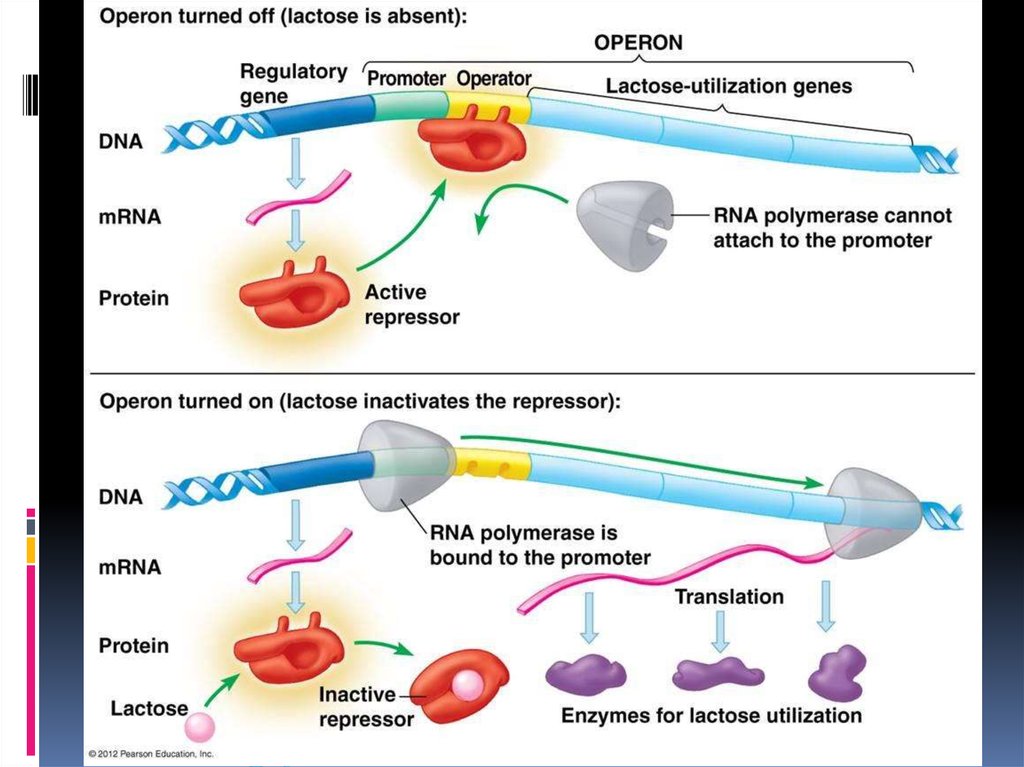 Регуляция экспрессии генов