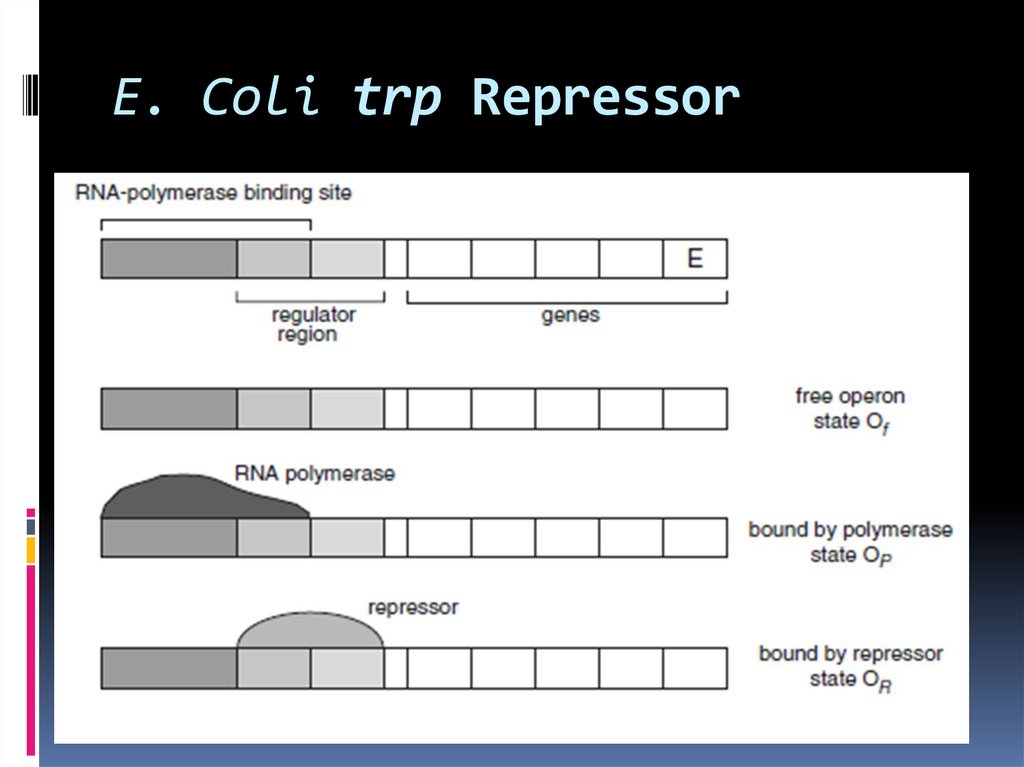 E. Coli trp Repressor