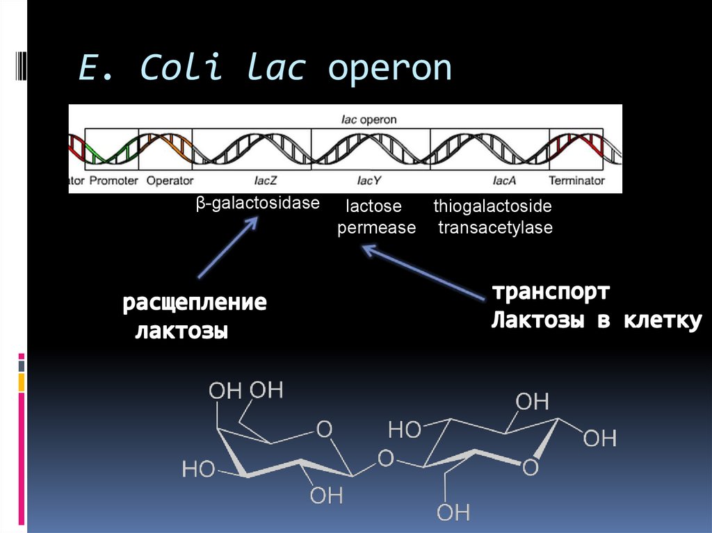 E. Coli lac operon