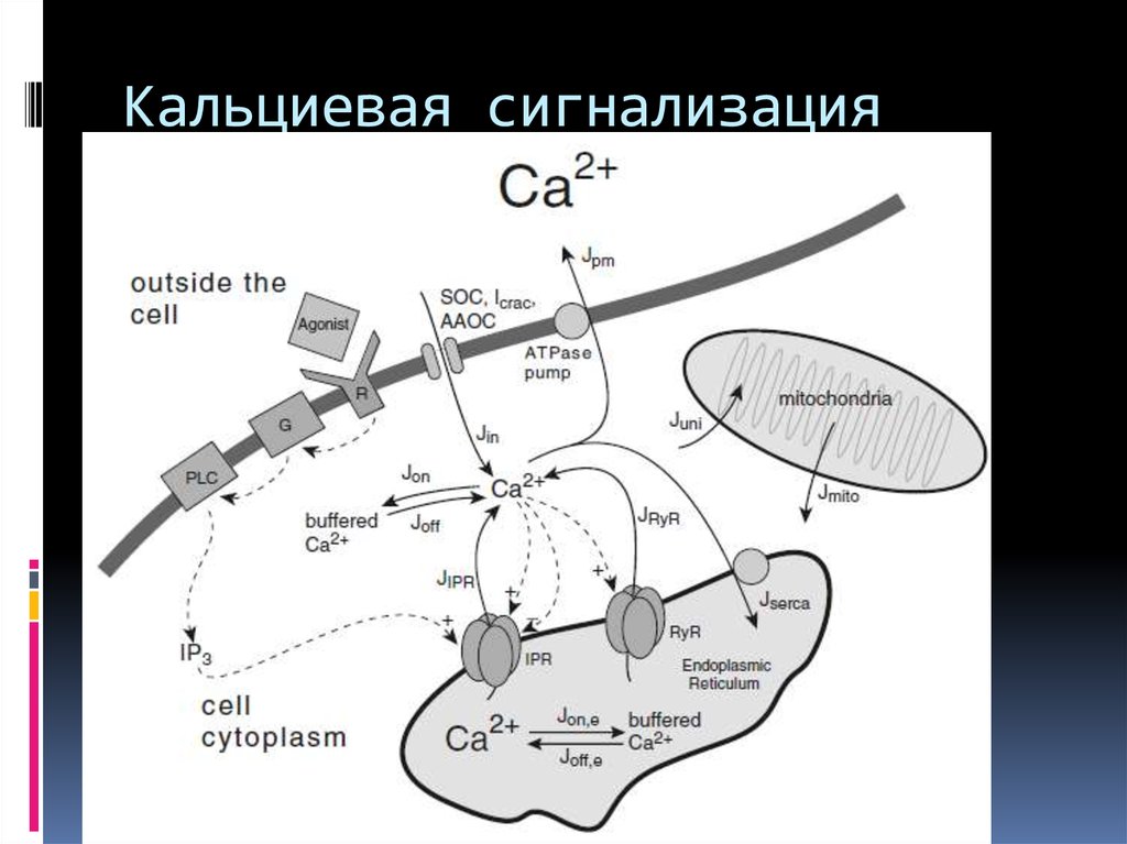 Кальциевый. Кальциевая сигнализация это. Механизм функционирования кальциевого буфера. Механизм действия кальциевого буфера. Кальциевый буфер.