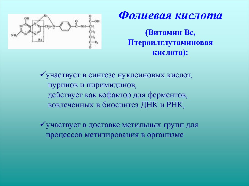 Обмен фолиевой кислоты. Механизм действия фолиевой кислоты. Биосинтез фолиевой кислоты. Фолиевая кислота в синтезе нуклеиновых кислот. Ферментативный Синтез фолиевой кислоты.