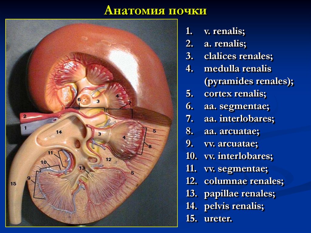 Анатомия почки