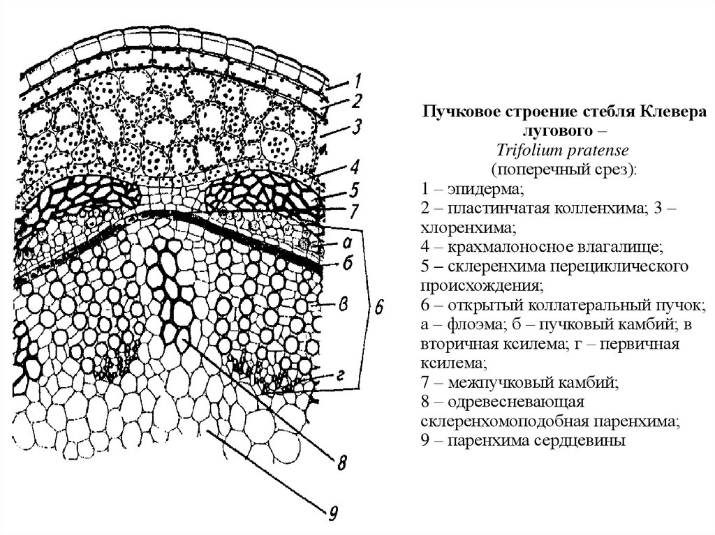 Поперечное сечение стебля растения рисунок. Строение среза стебля клевера. Строение стебля двудольных растений. Анатомическое строение листа двудольных растений. Пучковое строение стебля двудольного растения.