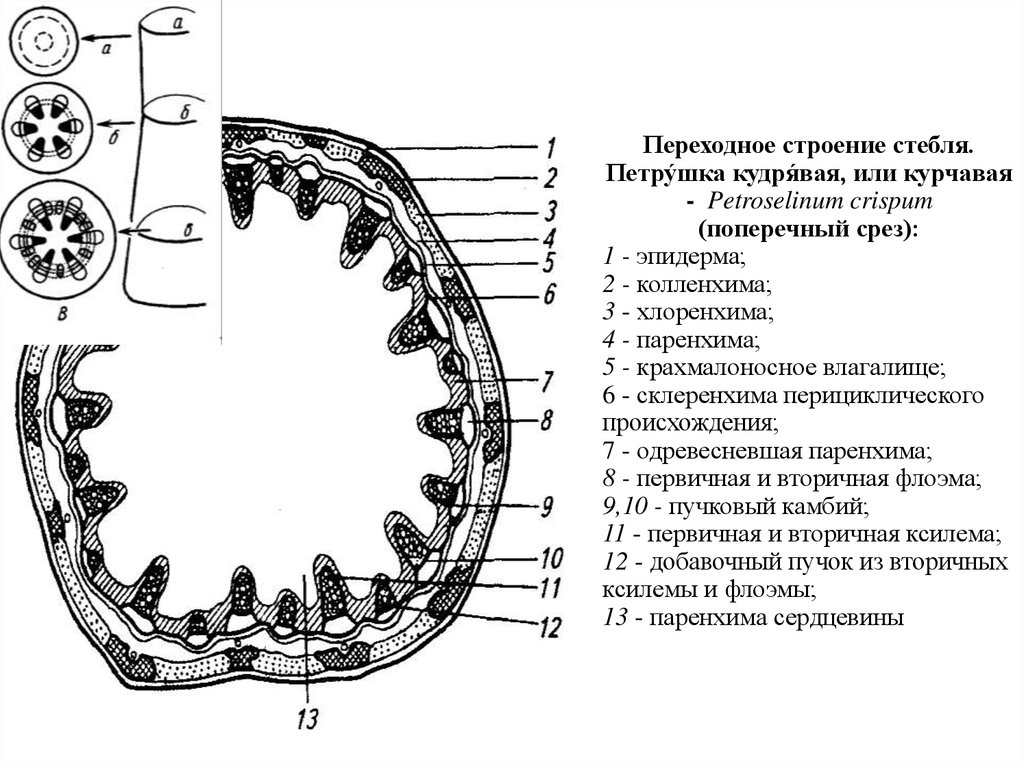 Стебель хвоща. Схема анатомического строения стебля хвоща полевого. Поперечный срез стебля хвощ полевой рисунок. Поперечный срез стебля хвоща полевого с подписями. Поперечный срез стебля хвоща полевого.