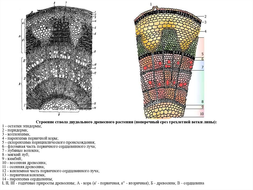 Рисунок срез стебля. Пучковое строение стебля кирказона. Поперечный срез стебля древесного растения. Строение стебля древесного двудольного. Стебель кирказона паренхима.