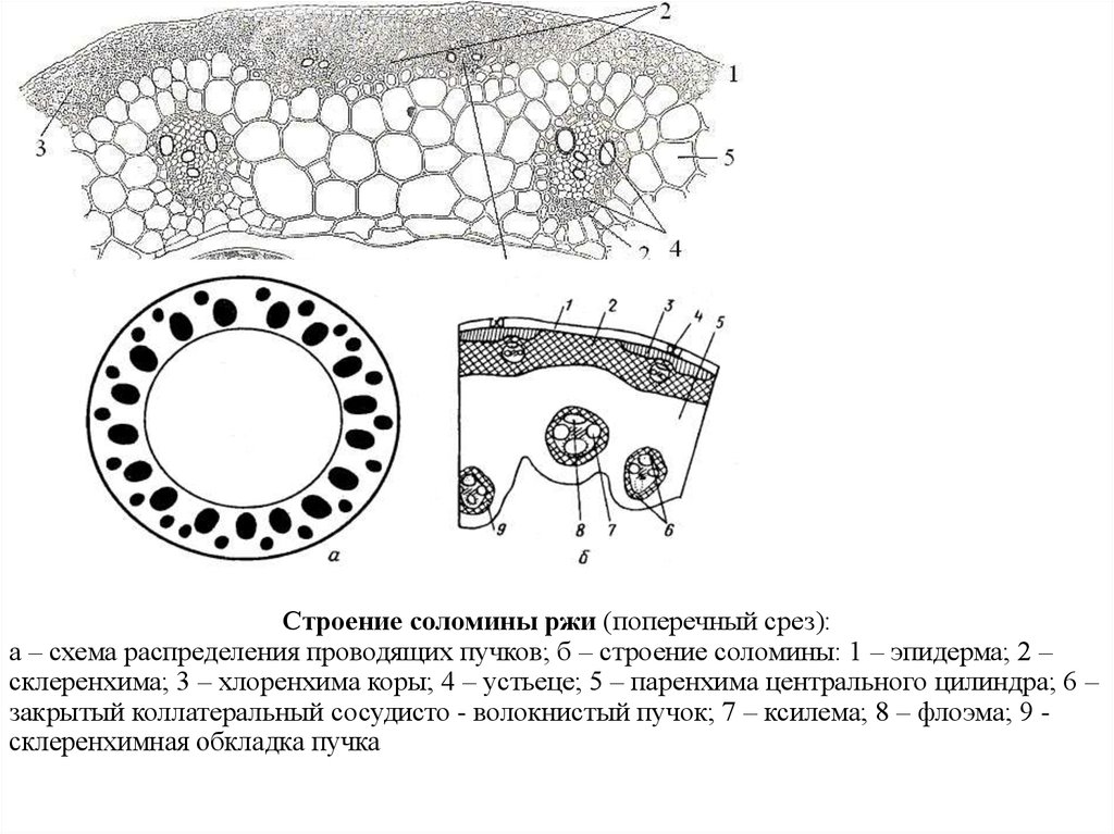 Поперечное сечение стебля растения рисунок. Поперечный срез Соломины ржи. Срез стебля Соломины ржи. Поперечный срез стебля Соломины. Строение Соломины ржи.