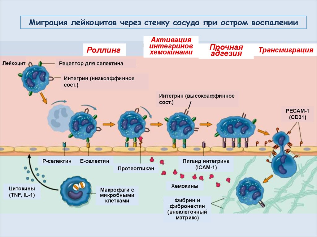 При гнойном остром воспалении наблюдается изменение картины крови