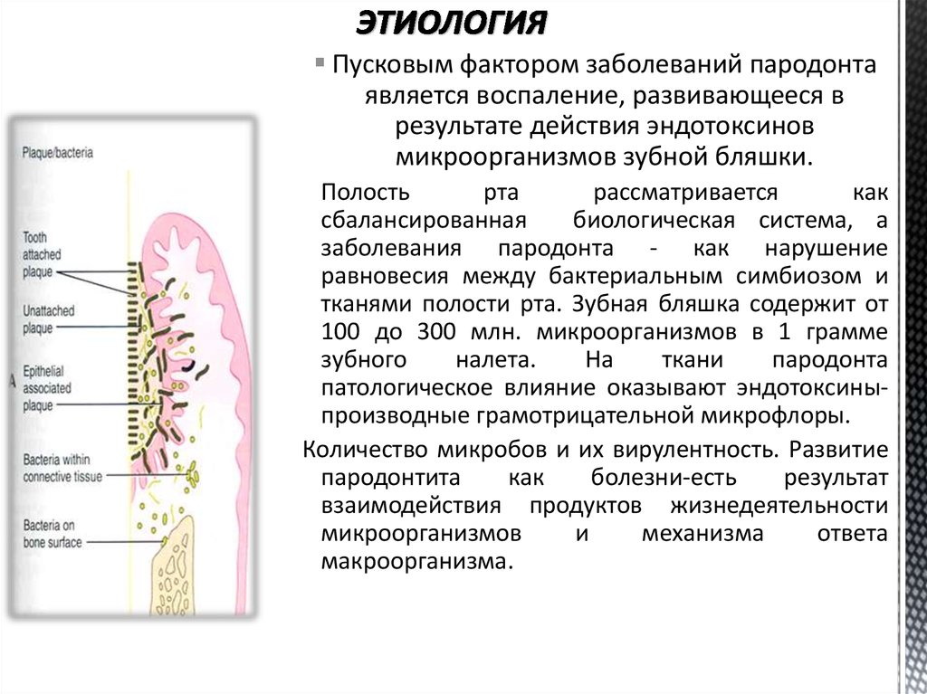 Методом профилактики воспалительных заболеваний пародонта является