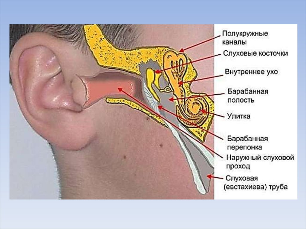 Неслышная уху волна. Наружный слуховой проход анатомия. Евстахиева труба на височной кости. Евстахиева (слуховая) труба анатомия. Строение уха человека.