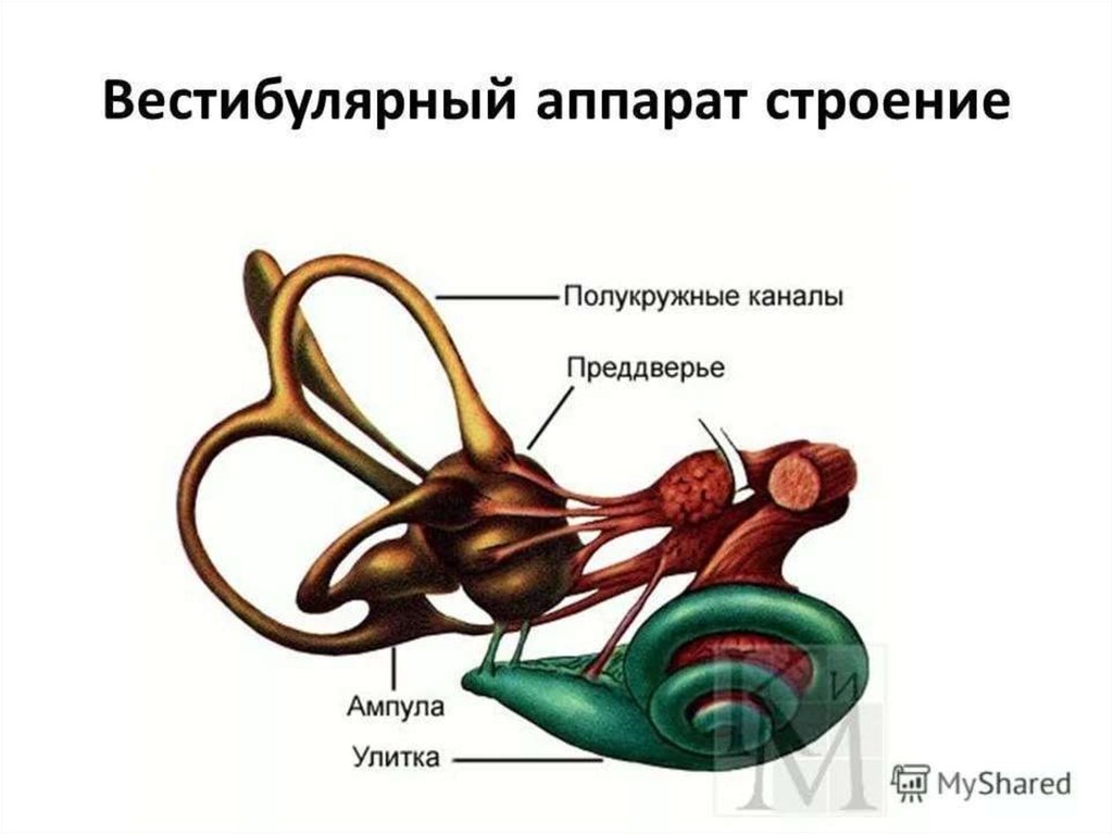 Вестибулярный аппарат строение рисунок