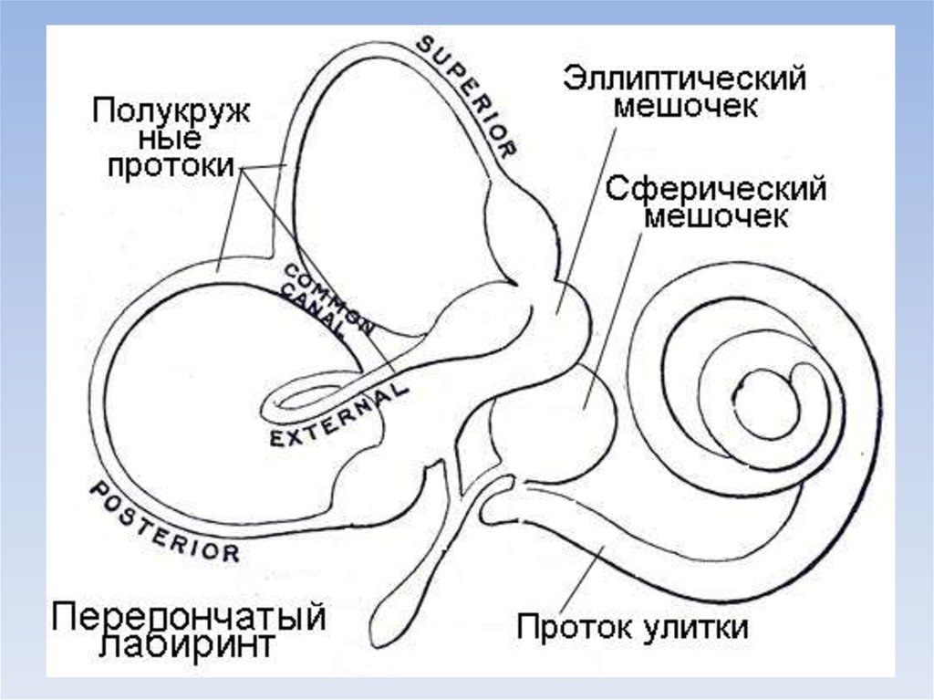 Улитка орган равновесия. Перепончатый Лабиринт внутреннего уха строение. Перепончатый Лабиринт улитки внутреннего уха. Внутреннее ухо строение перепончатого Лабиринта. Улитковый проток внутреннего уха.