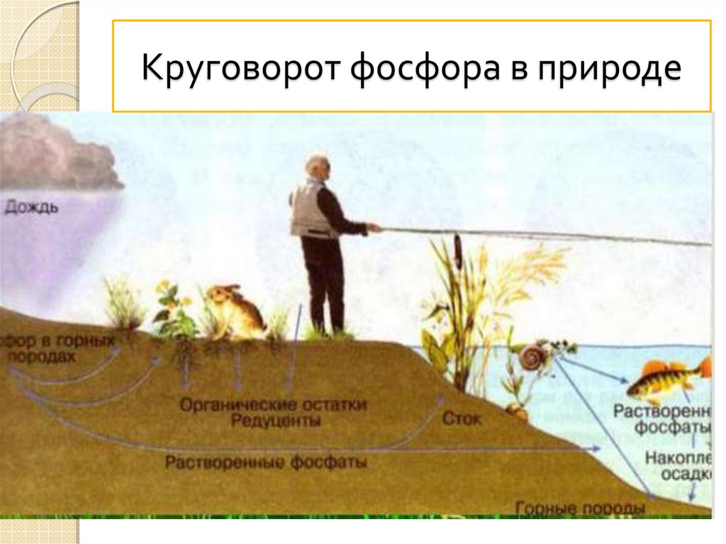 Фосфор в природе. Схема круговорота веществ фосфора. Круговорот фосфора ( по п. Дювиньо и м. Тангу ). Круговорот фосфора схема. Биогеохимический цикл фосфора схема.